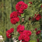 Ramblerrose Chevy Chase / Rosa Hybride Chevy Chase